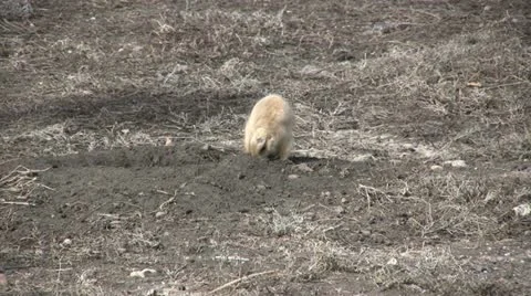 Prairie Dog Vídeos de archivo 20601094