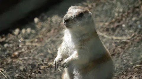 Prairie Dog Vídeo Stock 23616472