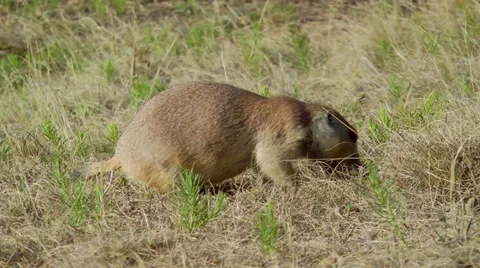 Prairie Dog Video stock 30435697