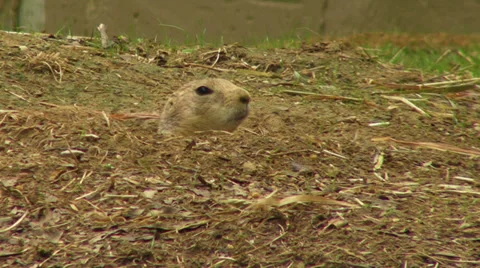Prairie Dog Stock Footage 30487636