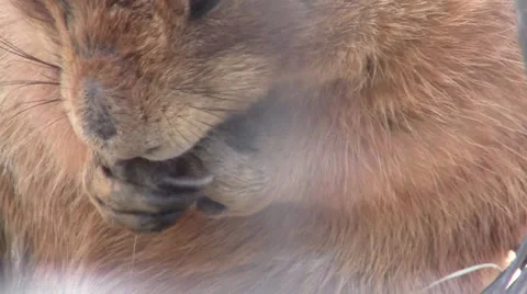 Prairie Dog 스톡 동영상 33311837