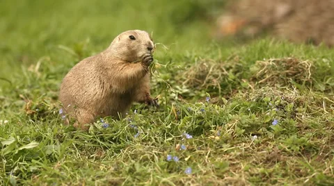 Prairie Dog Stock Footage 38231074