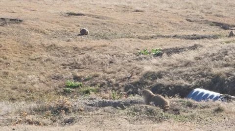 Prairie dog Stock Footage 48483939