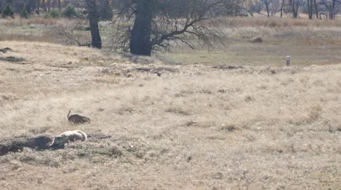 Prairie dog Stock Footage 48484242