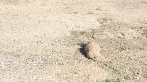 Prairie dog Stock Footage 48484328
