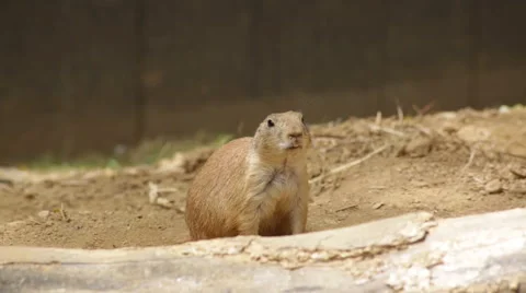 Prairie dog Stock Footage 66686532