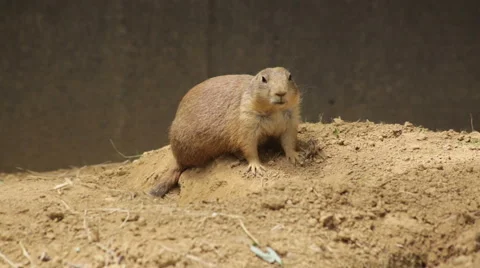 Prairie dog Stock Footage 66686881