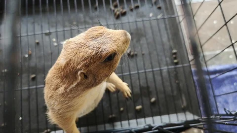 Prairie dog 스톡 동영상 107720144