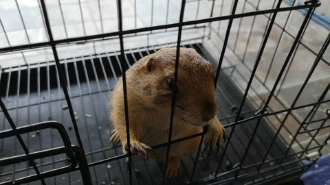Prairie dog 스톡 동영상 107720496