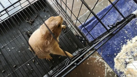 Prairie dog 스톡 동영상 107720501