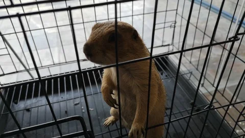 Prairie dog 스톡 동영상 107720506