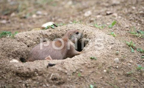 Prairie dog goes inside its burrow dug in the sandy soil Stock Photos