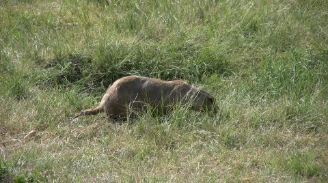 Prairie Dog in the grass Stock Footage 502570