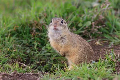 Prairie dog in the grass Stock Photos