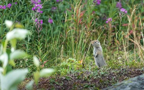 Prairie dog in grass Stock Photos