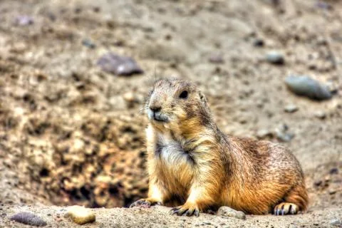 Prairie dog in high dynamic range hdr Stock Photos