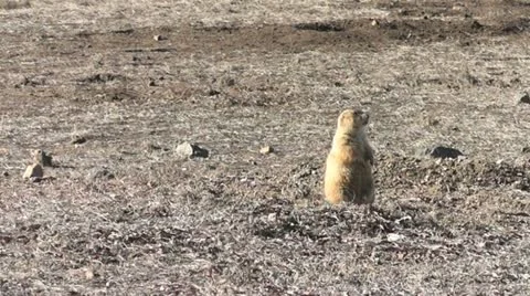 Prairie Dog I Stock Footage 18011247