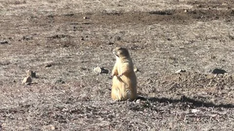 Prairie Dog II Stock Footage 18011346