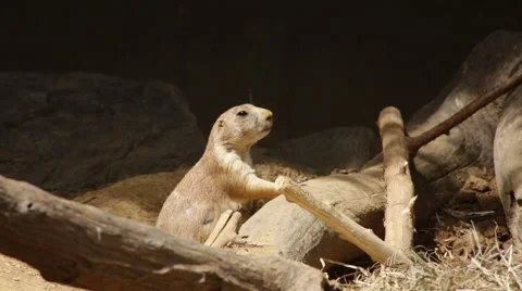 Prairie dog looking around the jumping over log Stock Footage 66687488