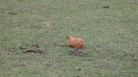 Prairie Dog in a meadow Stockbeeldmateriaal 73416119