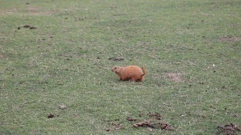 Prairie Dog in a meadow Stockbeeldmateriaal 73416213