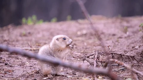 Prairie dog munching on a snack Stock Footage 92473801