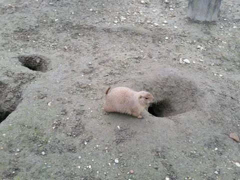 Prairie dog next to a hole in the ground Foto stock