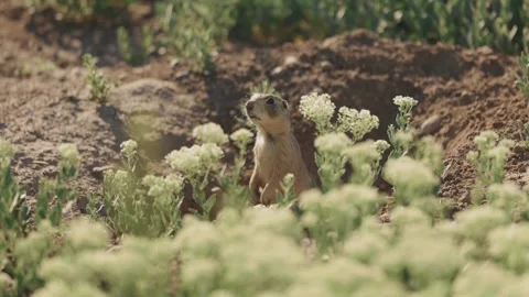 Prairie Dog observing danger Stock-Footage 347752056