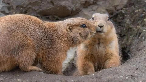 Prairie Dog Pair Stock Photos