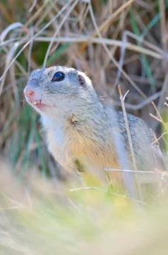 Prairie dog Stock Photos