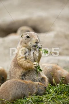 Prairie dog Stock Photos