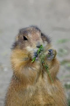 Prairie-dog Stock Photos