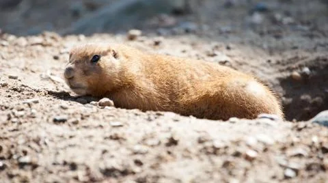 Prairie dog Stock Photos