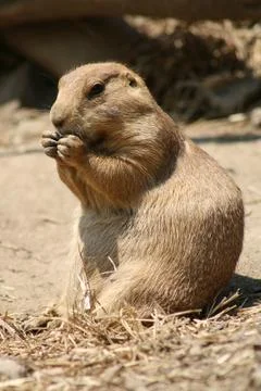 Prairie Dog Stock Photos