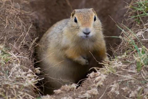 Prairie Dog Stock-Fotos