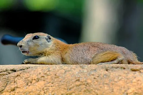 Prairie Dog Stock Photos