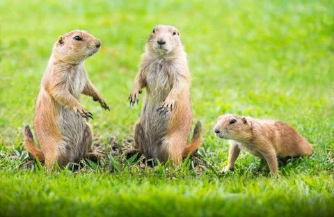 Prairie dog Stock Photos
