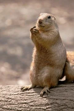Prairie Dog Stock Photos