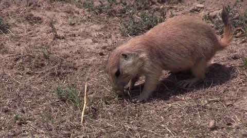 Prairie dog pulling grass up and eating closeup Stock Footage 78683899