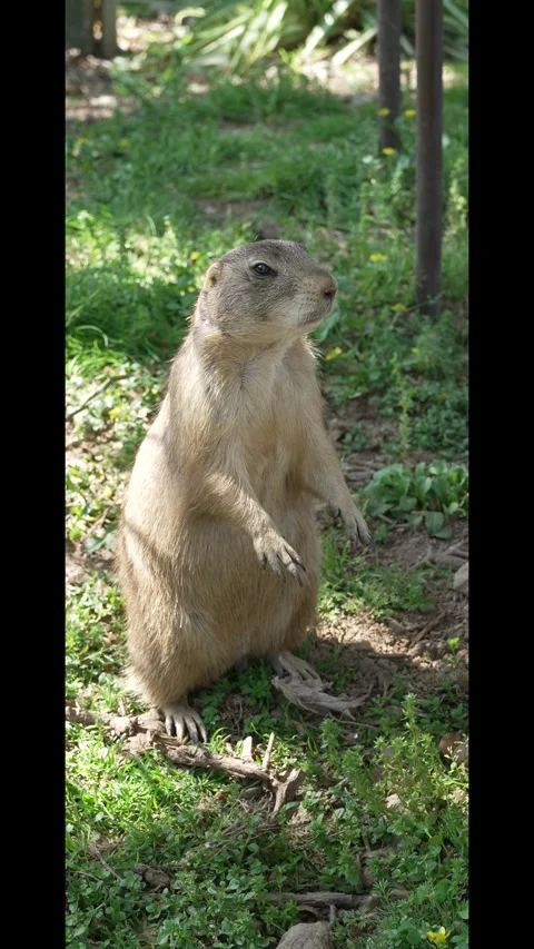 Prairie Dog Sitting on Grass Up Close Stock Footage 342264465
