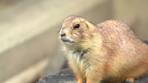 Prairie Dog Sitting on a Stone Ledge and Watching Its Surroundings Stock Footage 341210076