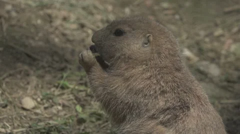 Prairie Dog, Slow Motion Stock Footage 65837612