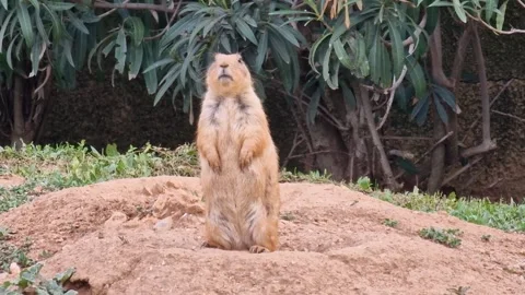 Prairie dog standing alert on a mound of dirt Stock Footage 300159162