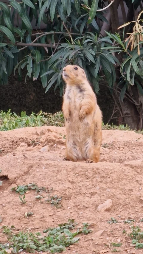 Prairie dog standing alert on a mound of dirt Stock Footage 300159232