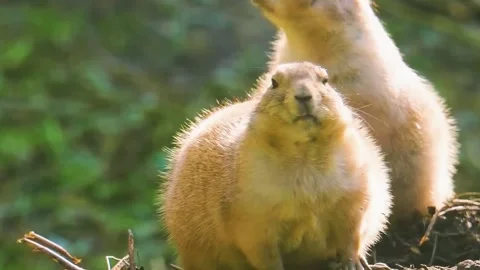  Prairie Dog Standing Stock Footage 323139728