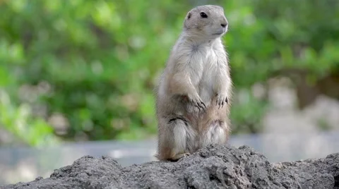 Prairie dog standing guard, looking around Video stock 44032685