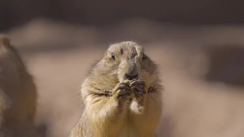 Prairie dog stops eating when he notices someone looking at him Stock Footage 266160935