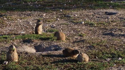 Prairie Dog Town Vidéo 321451061