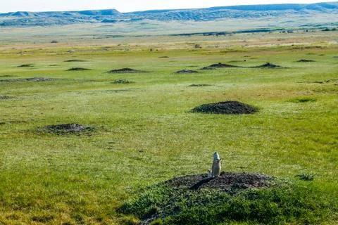 Prairie dog town. Grasslands. National Park, Saskatchewan, Canada Stock Photos