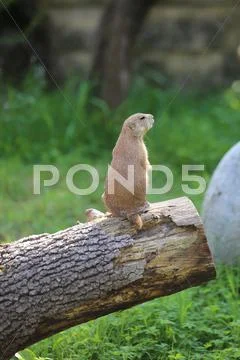 Prairie dog on a trunk of a tree Stock Photos